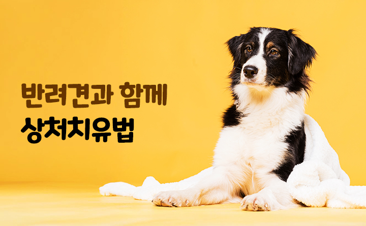 반려견과 함께하는 상처치유법